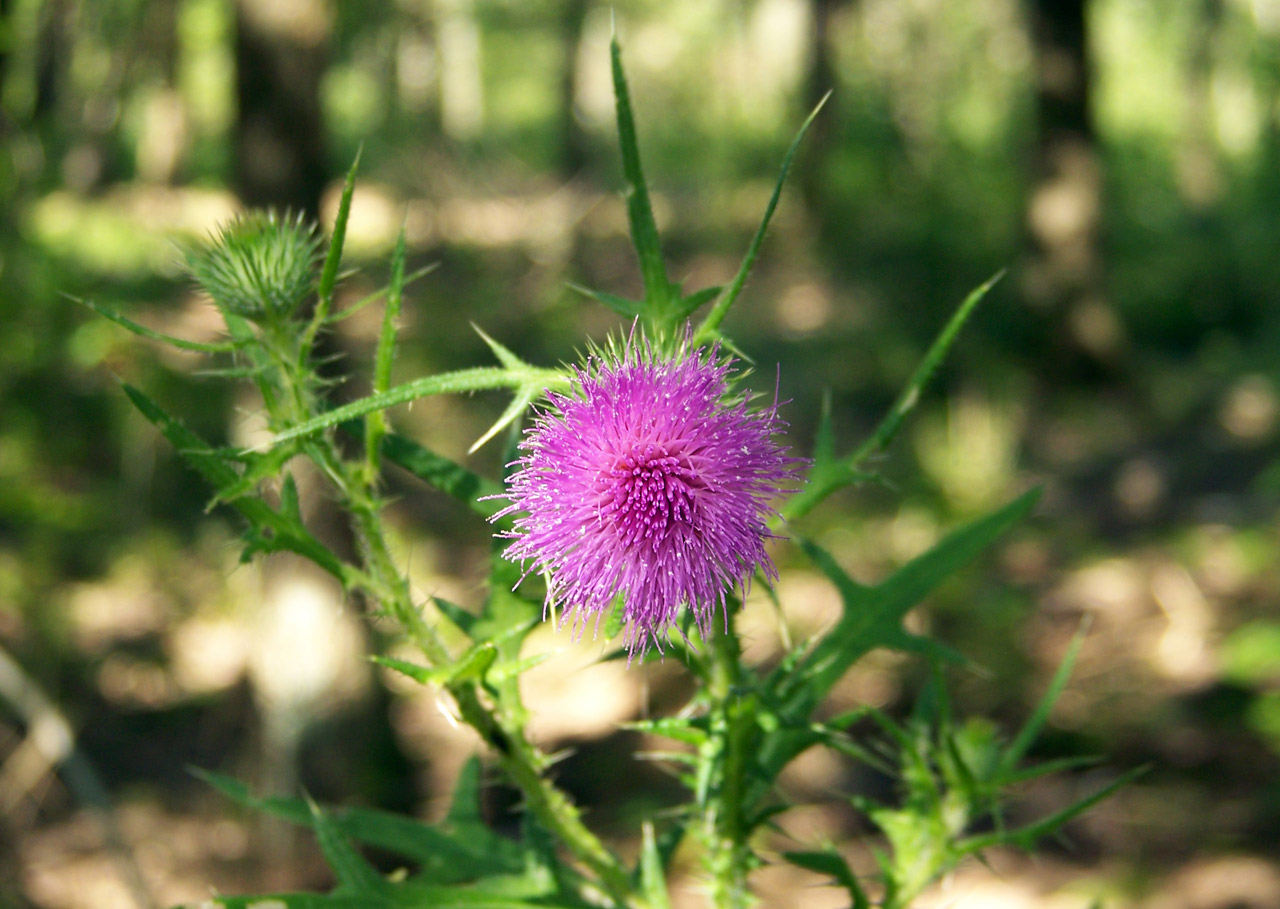 pink thistle bloom free photo