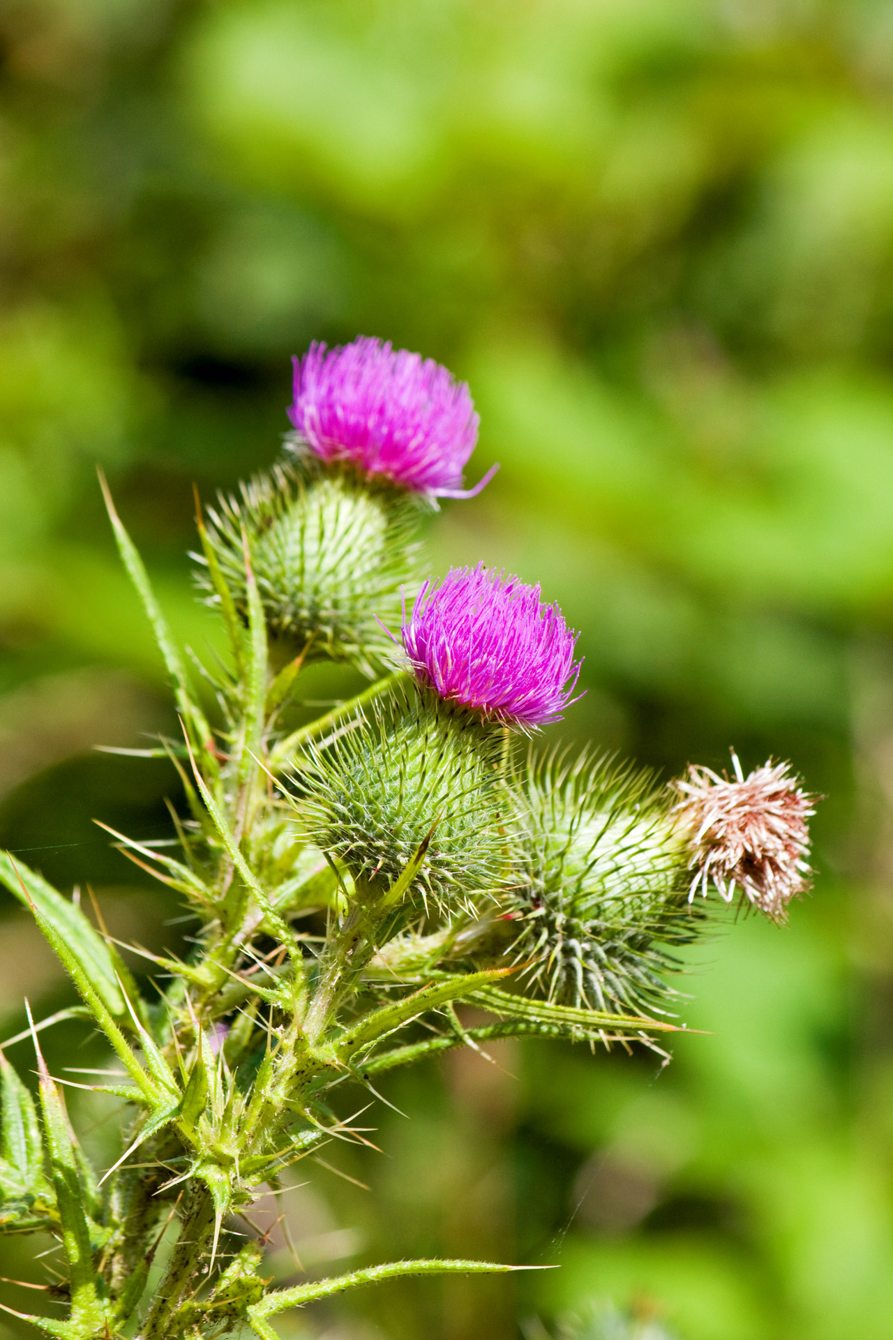 thistle thistles flower free photo