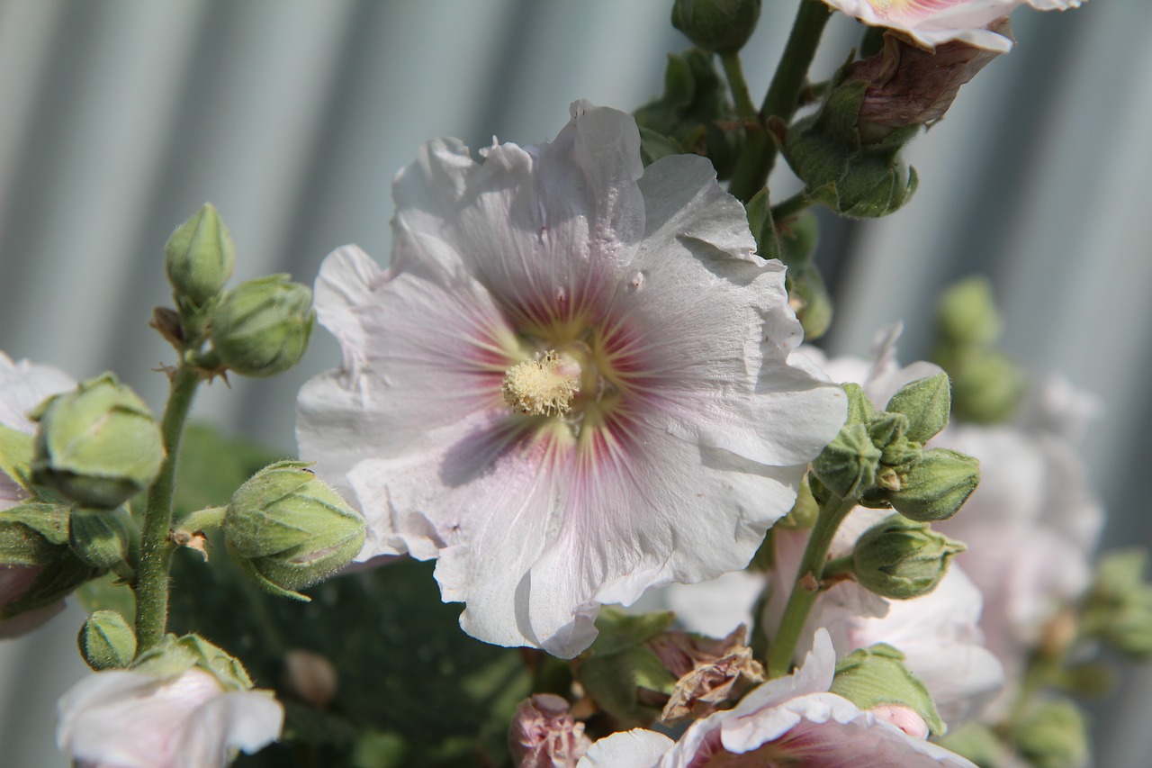 pink trémiére  hollyhock pink  flowering free photo