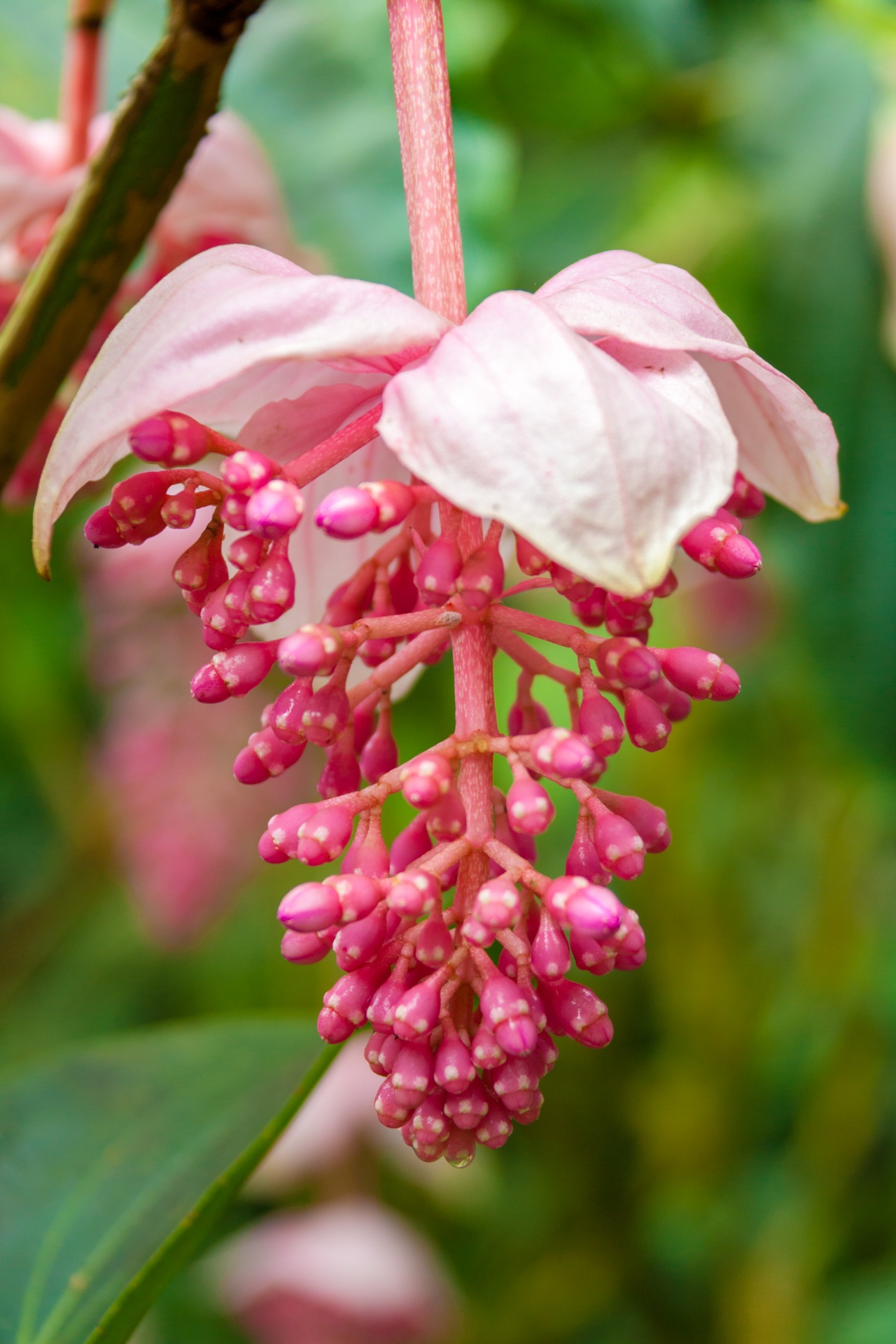 bright exotic flower free photo