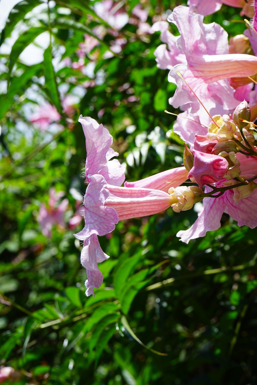 pink trumpet vine flower blossom free photo
