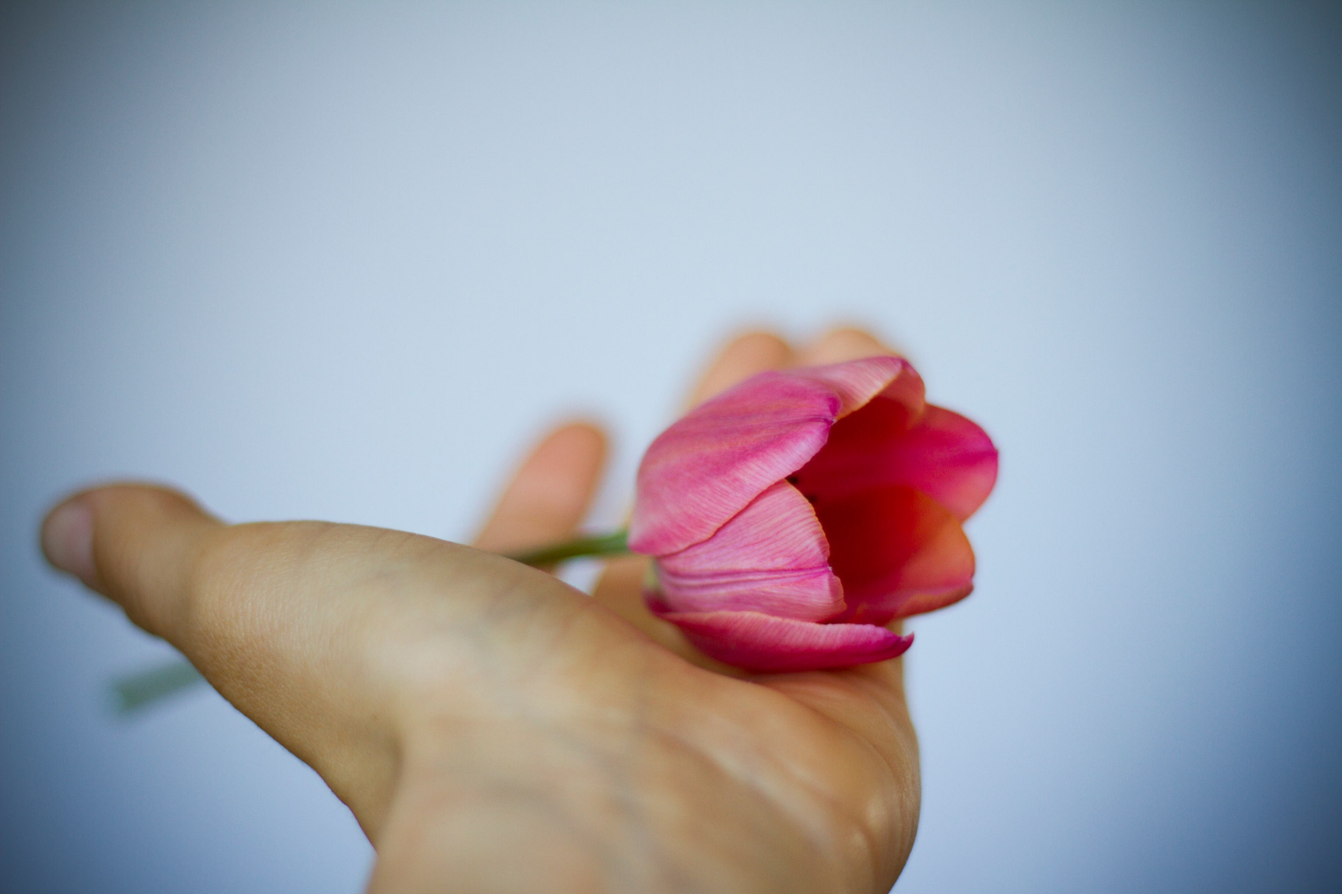 tulip pink hand free photo