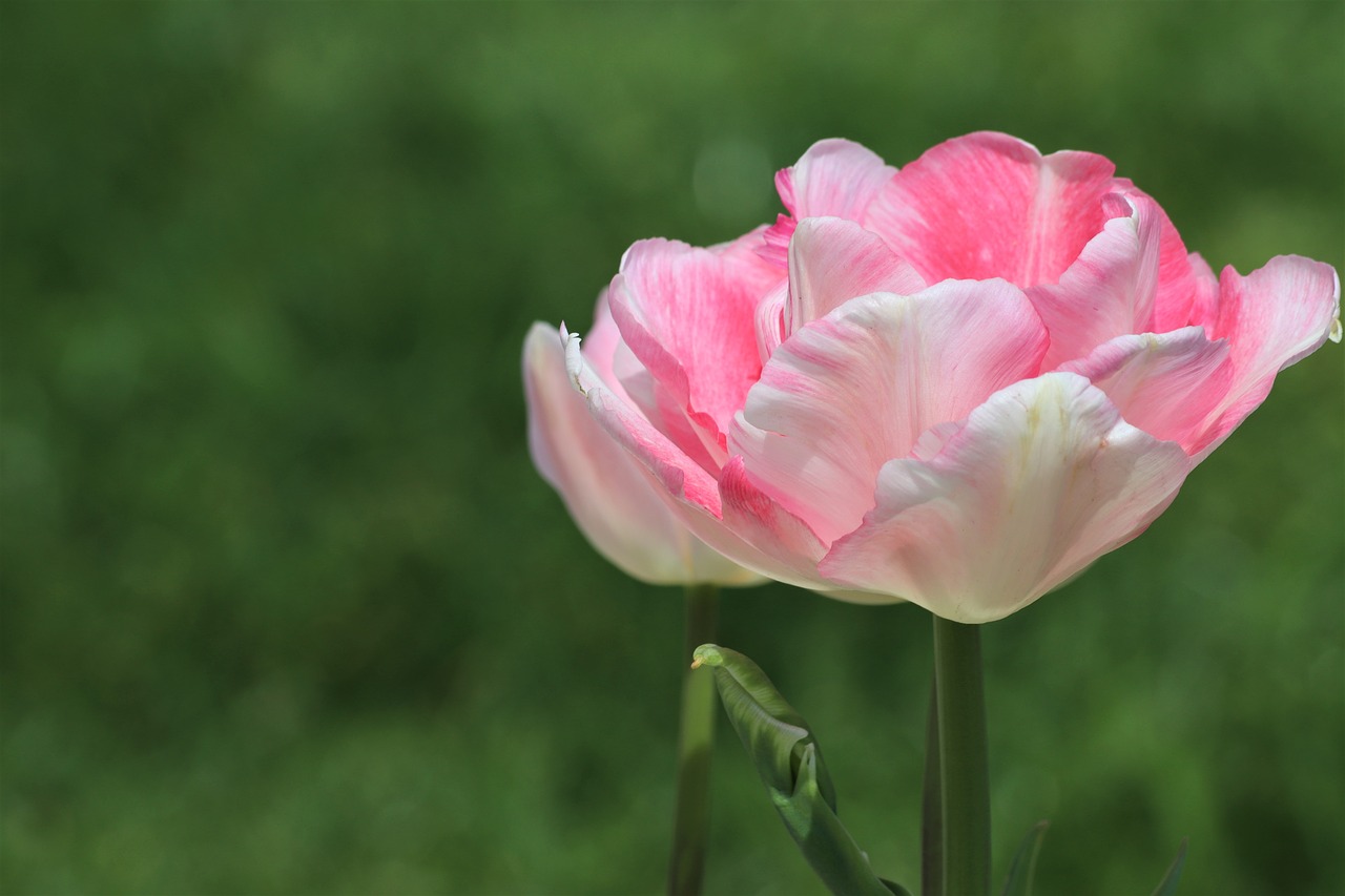 pink tulip  spring  flowers free photo