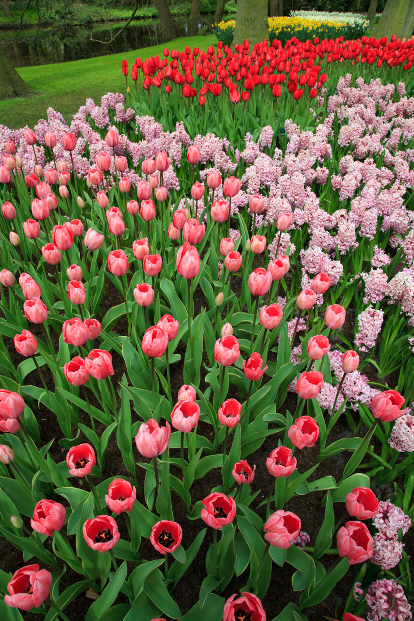 pink bloom blossom free photo