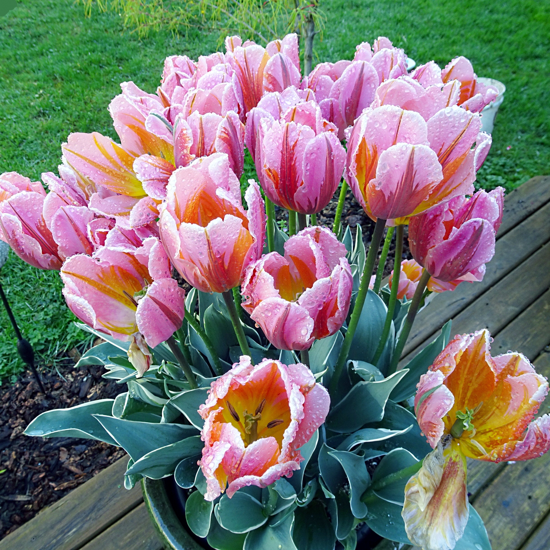 closeup garden pink free photo