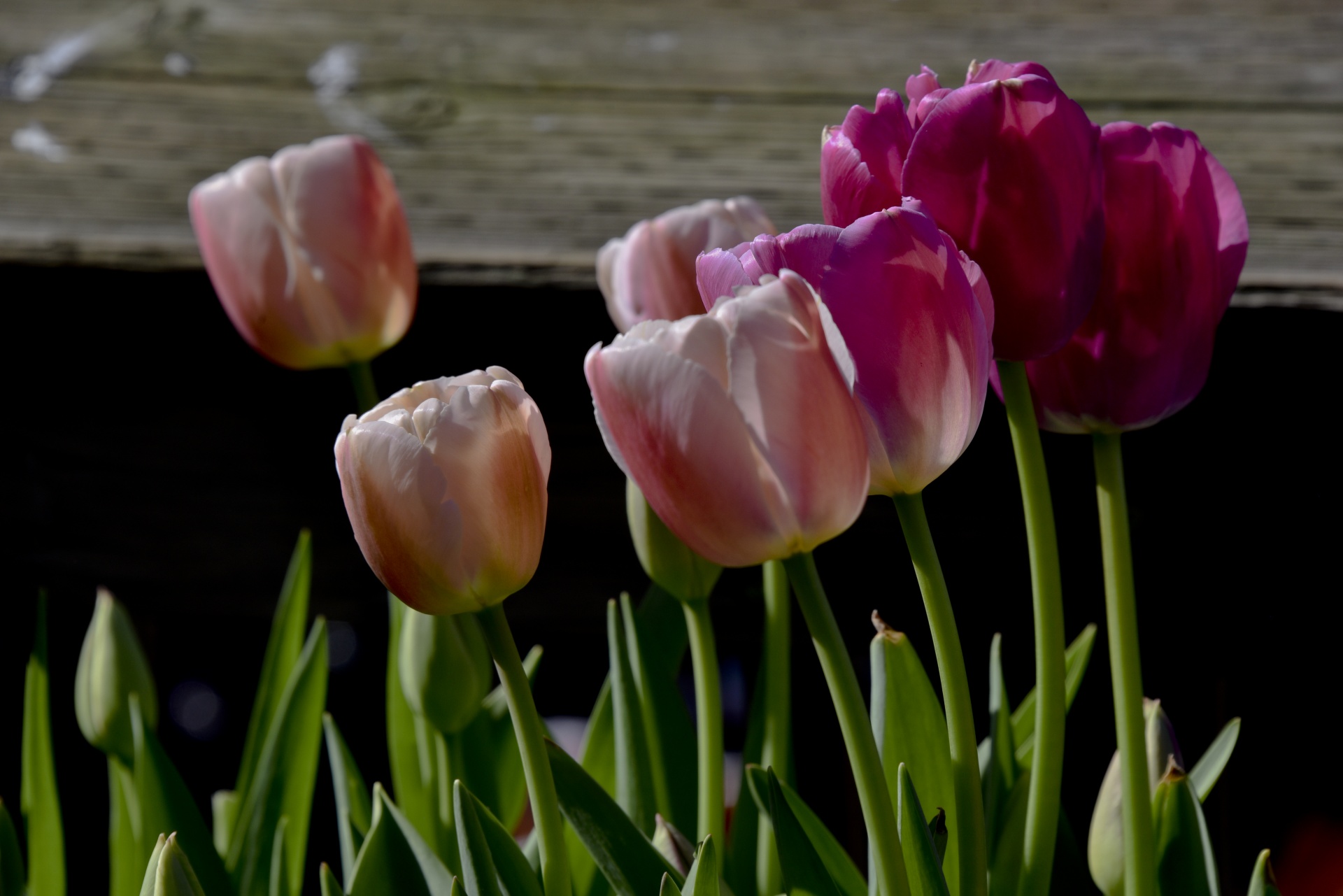 tulips pinks shades pink free photo