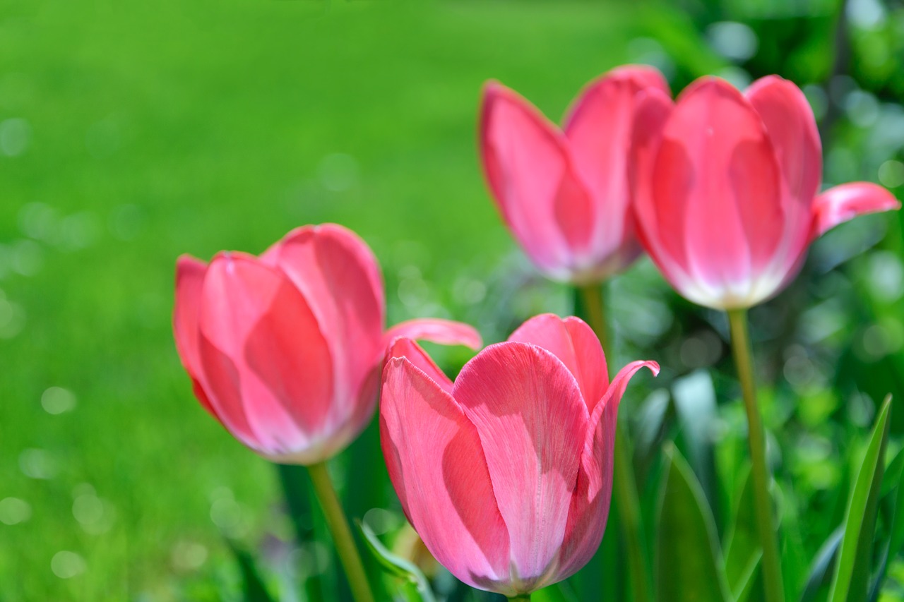 pink tulips  garden  flowers free photo