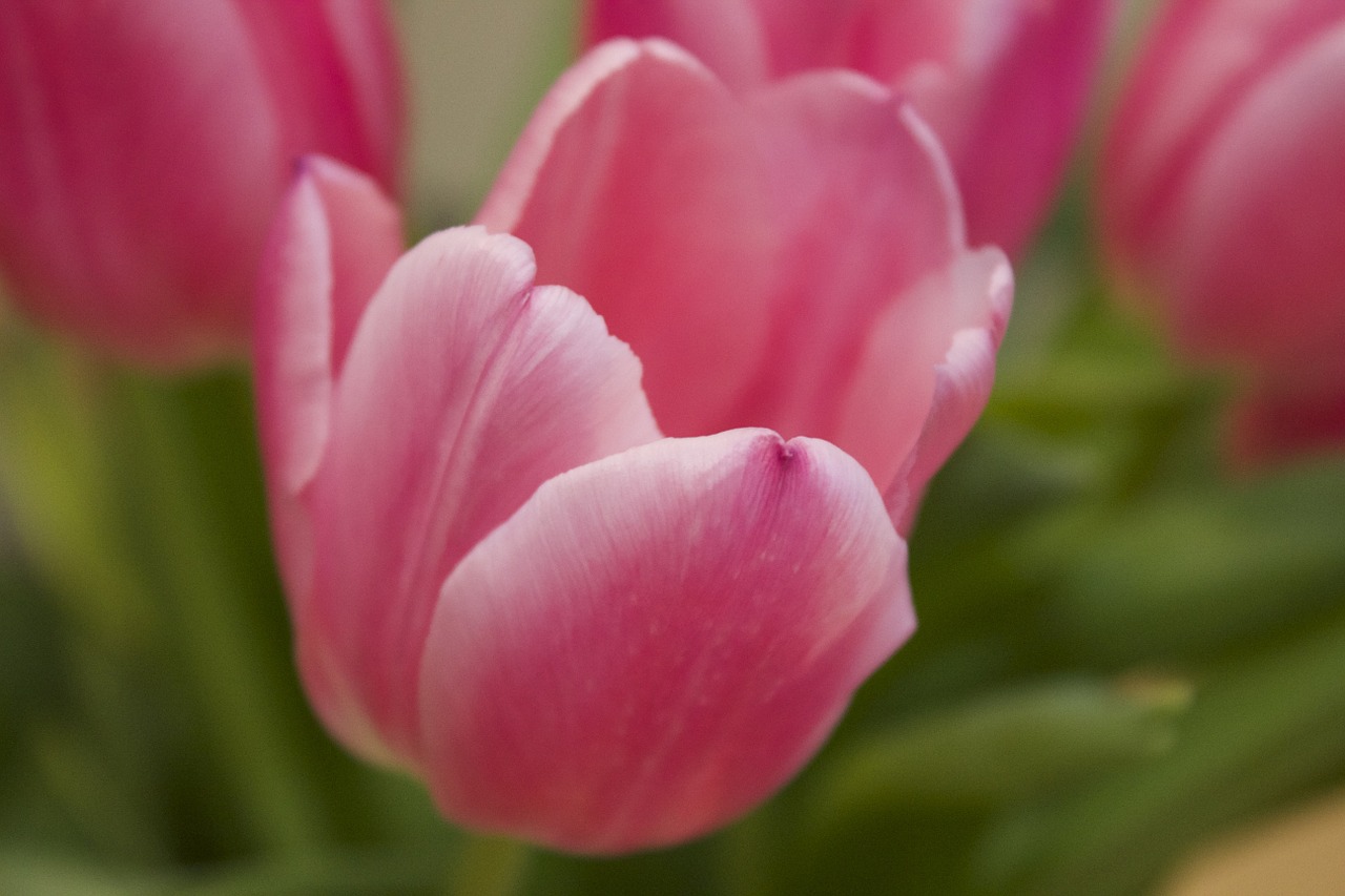 pink tulips flower tulip free photo