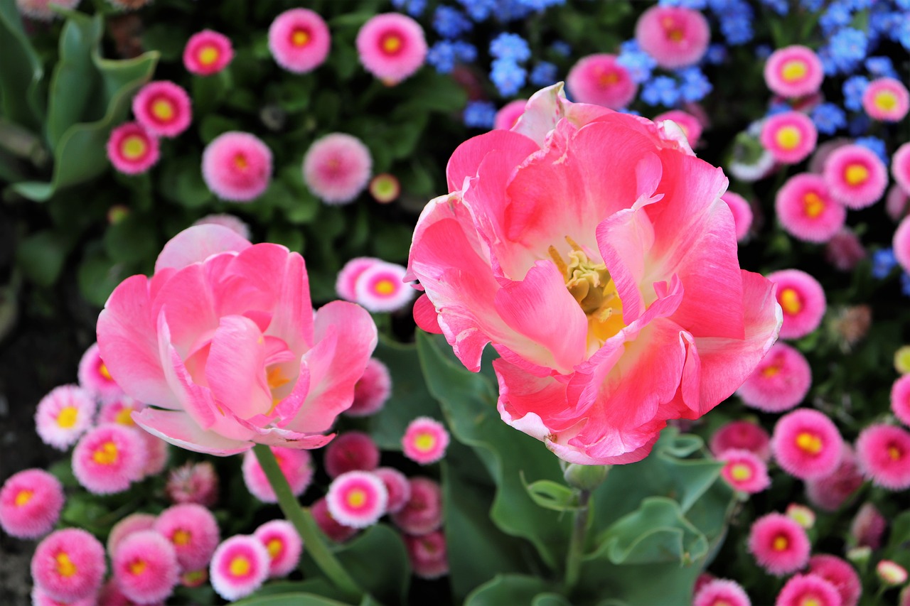pink tulips  pink daisy  bellis perennis free photo
