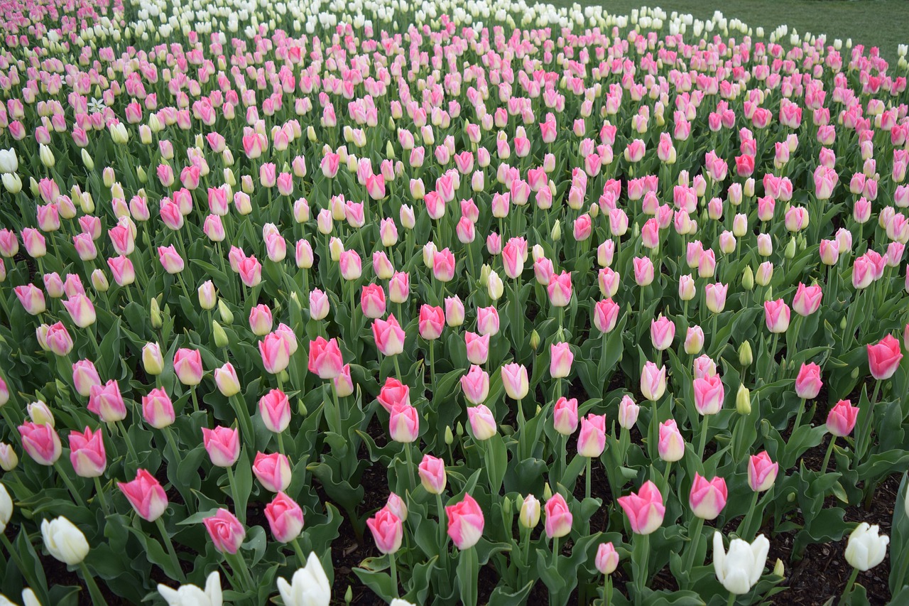 pink tulips  may flowers  spring free photo