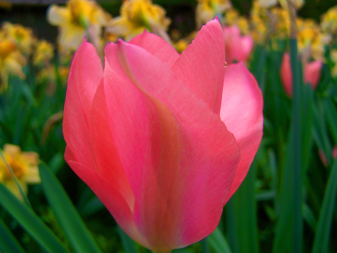 pink tulips tulip spring flower free photo