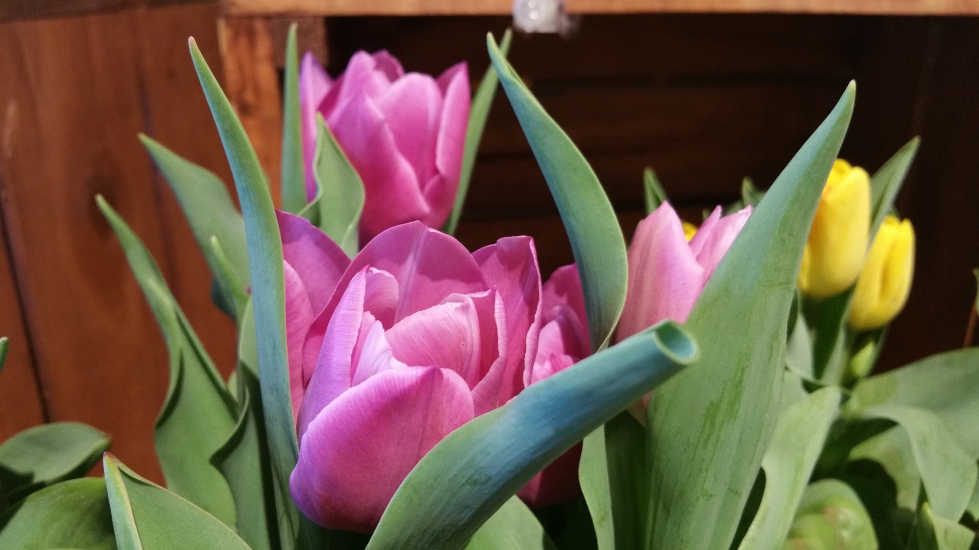 tulips pink flower free photo