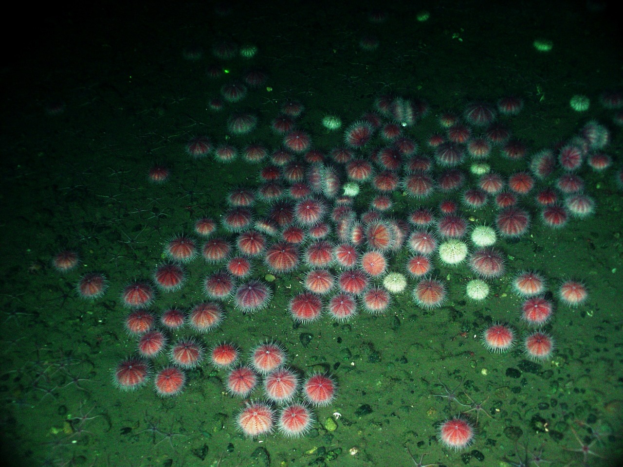 pink urchin sea ocean free photo
