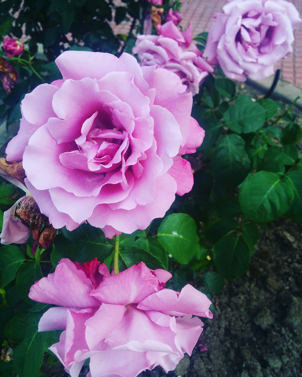 pink violet rosa flower free photo