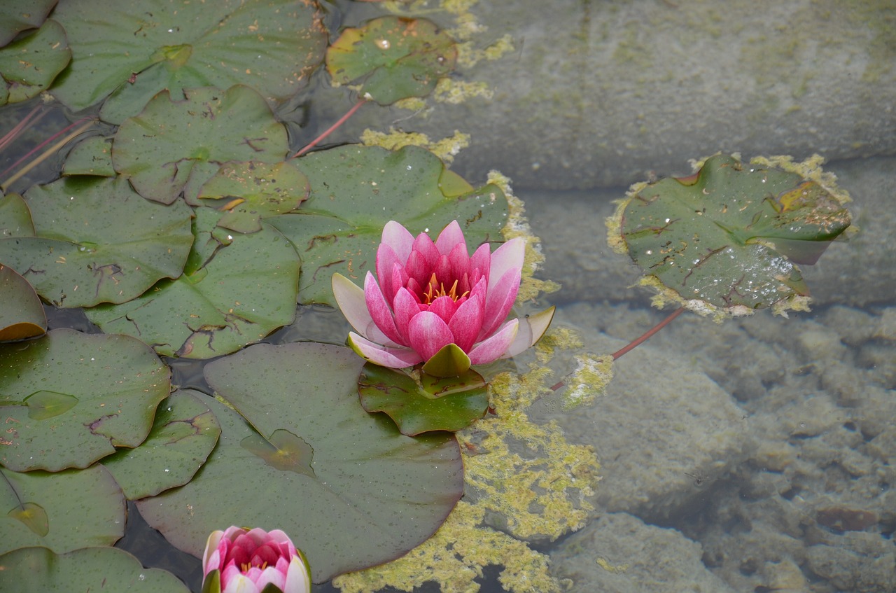 pink water lily flowers water free photo