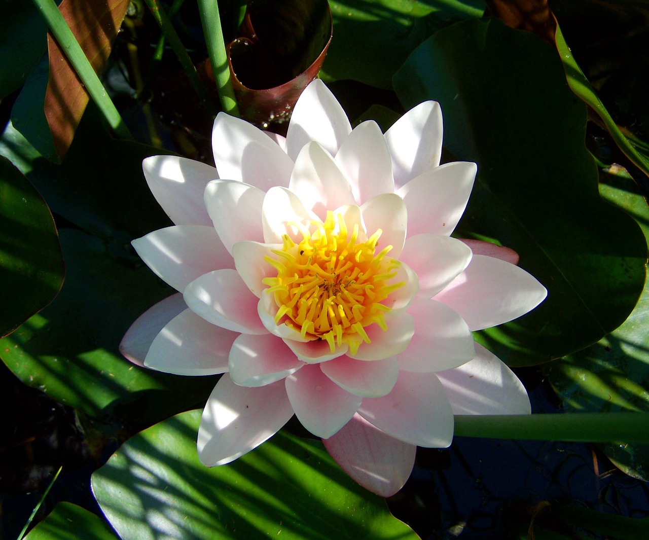 pink water lily water lily lake nature free photo