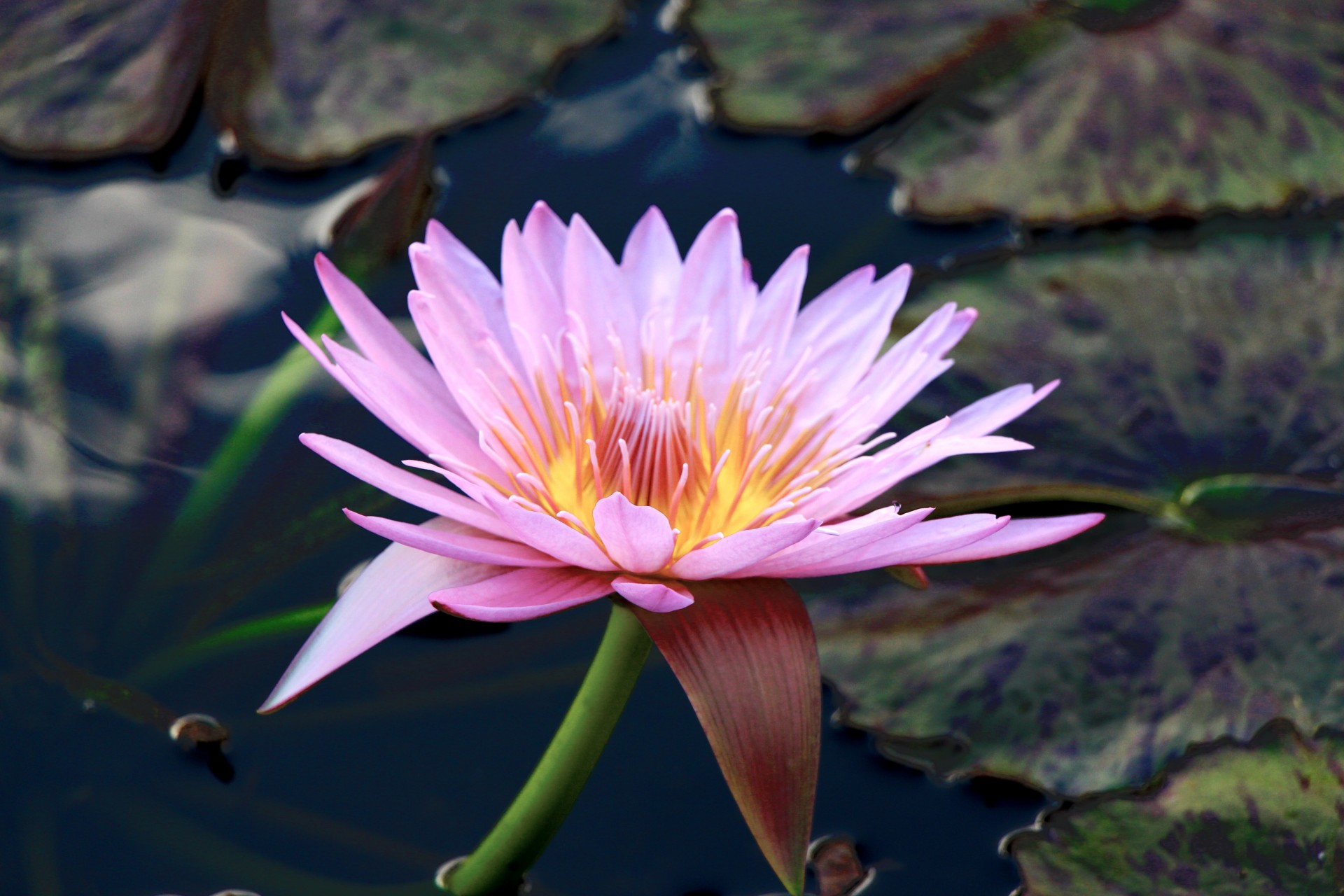 waterlily flower lily free photo