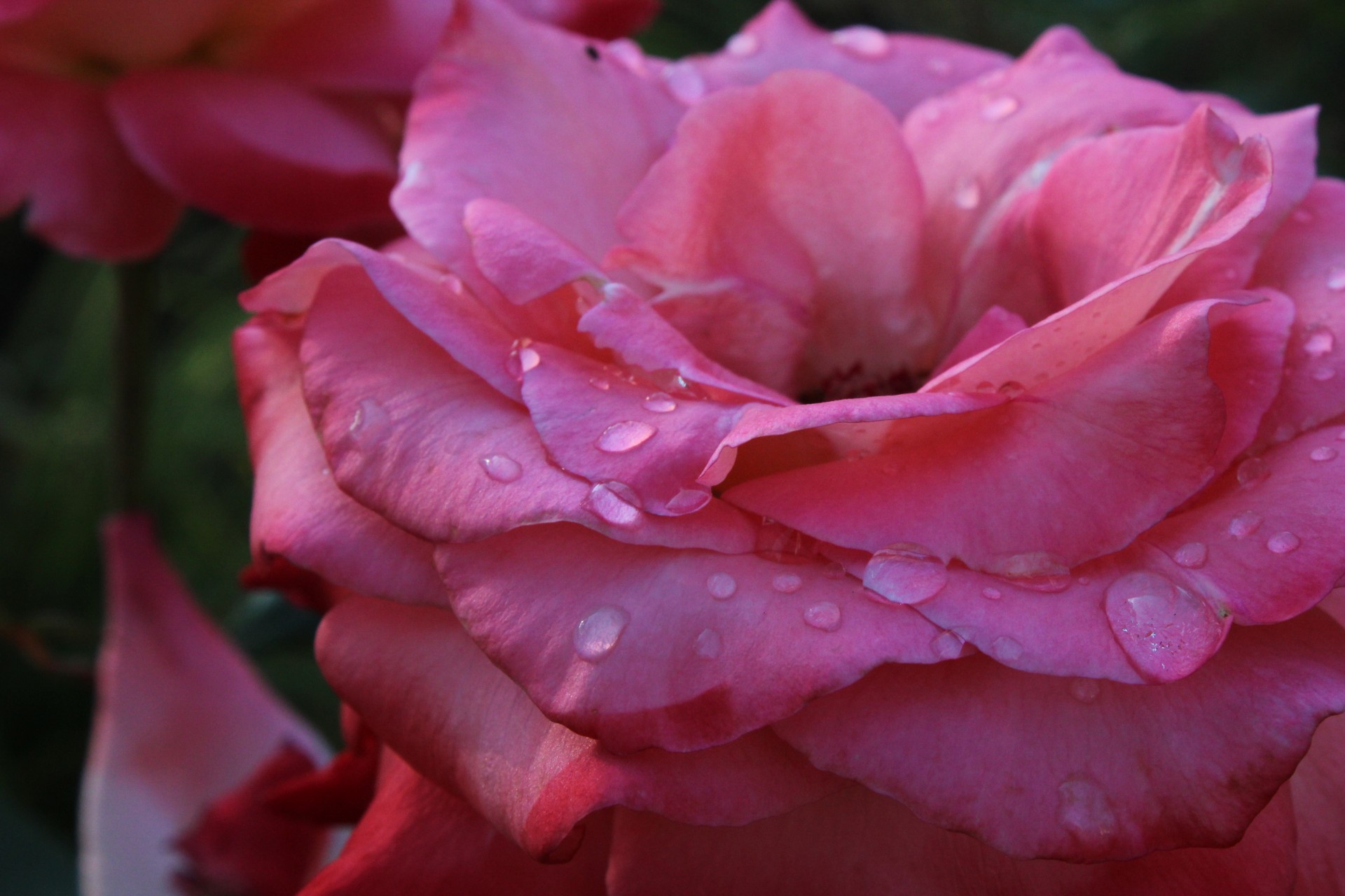 rose pink wet free photo