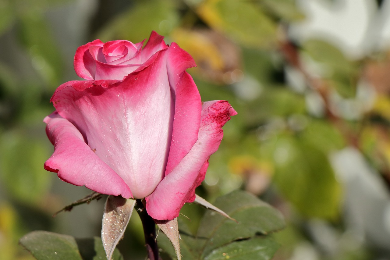 pink white rose  rose  nature free photo