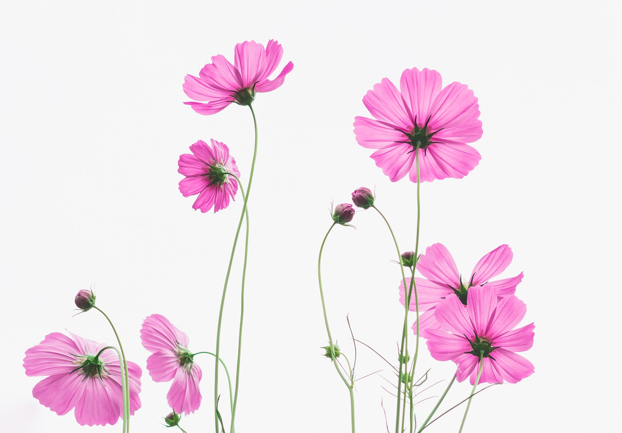 pink wild flower  cosmos  field free photo