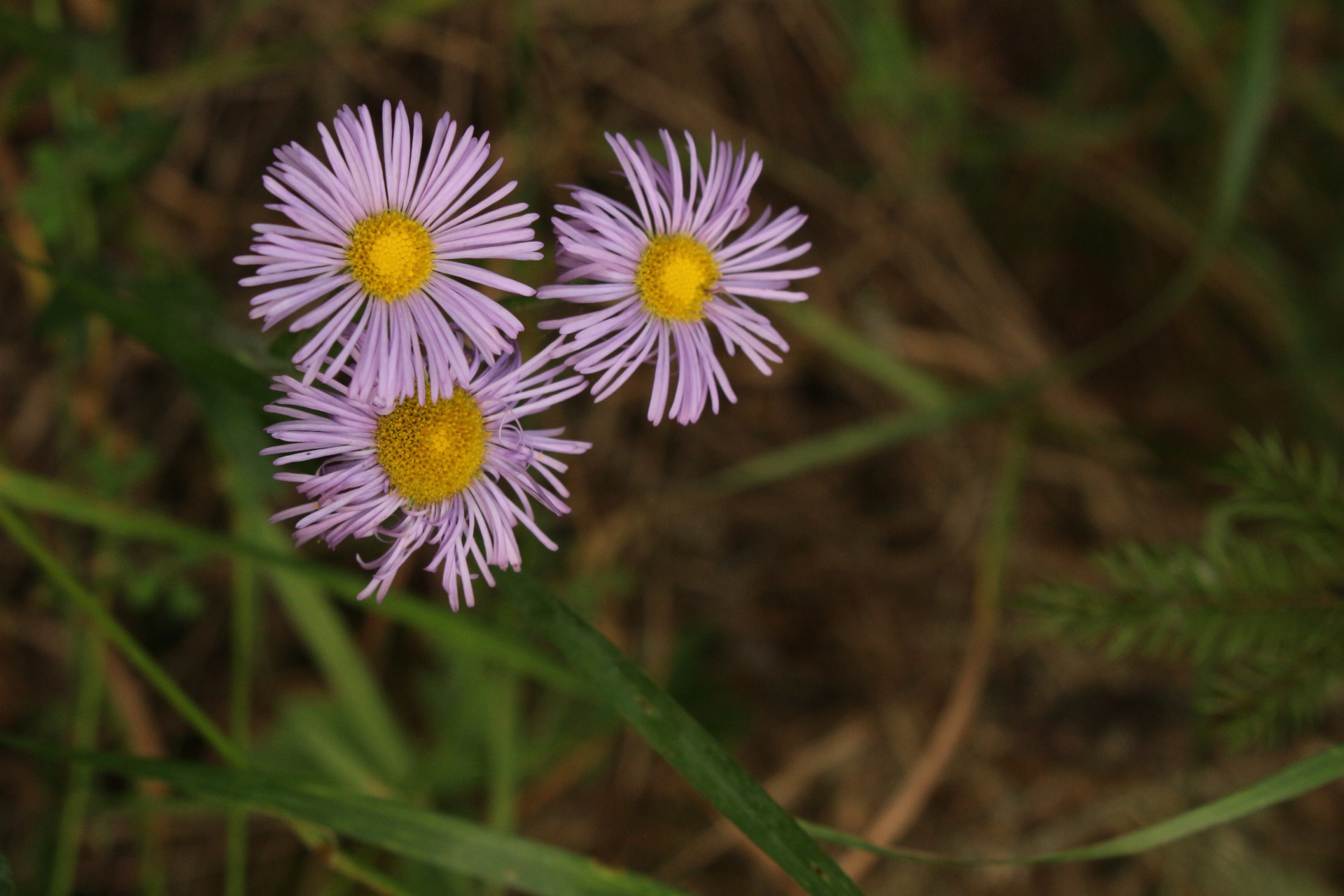 pink wild flowers free photo