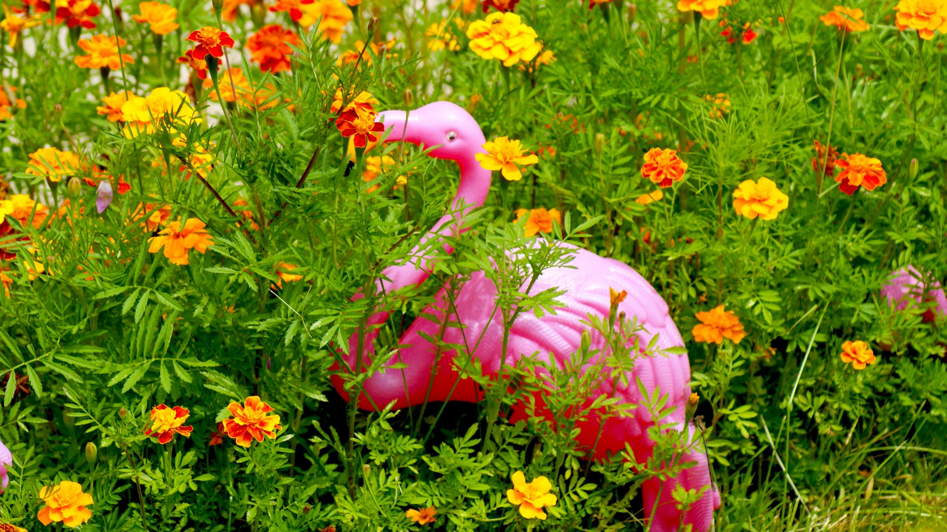 pink yard flamingo free photo