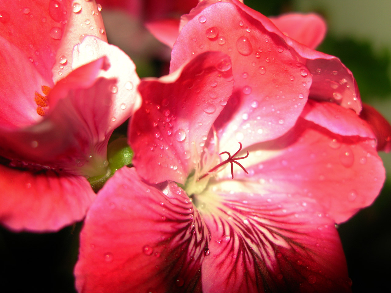 pink stripes geranium free photo