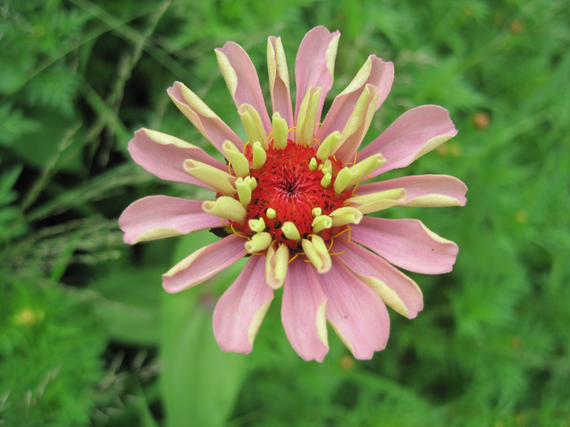 flower zinnia pink free photo