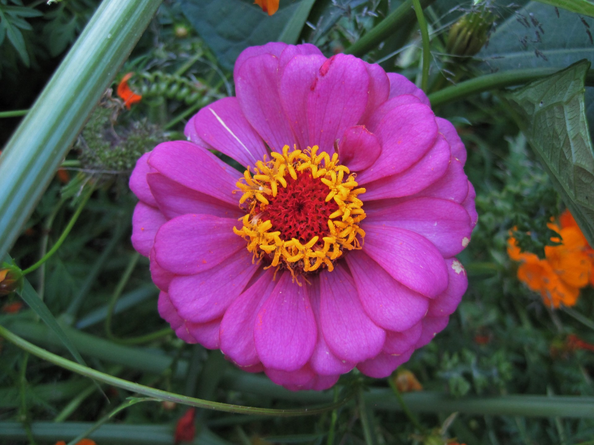 zinnia flower pink free photo