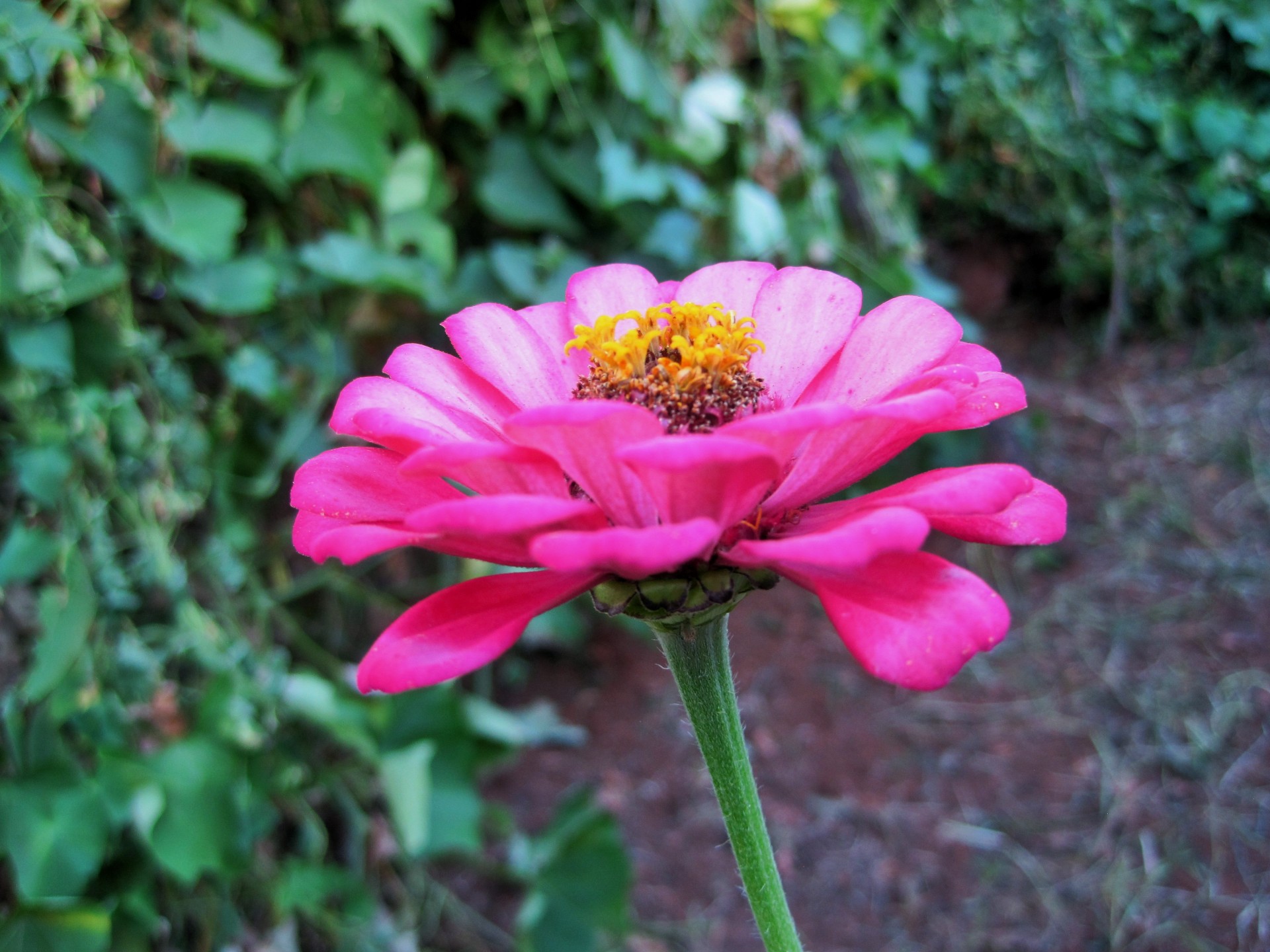 flower pink petals free photo