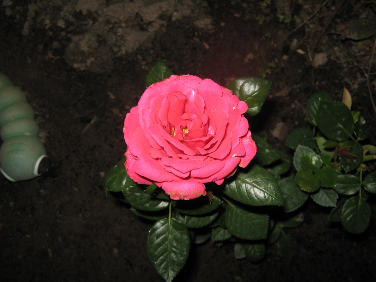 rose flower pinkish rose free photo