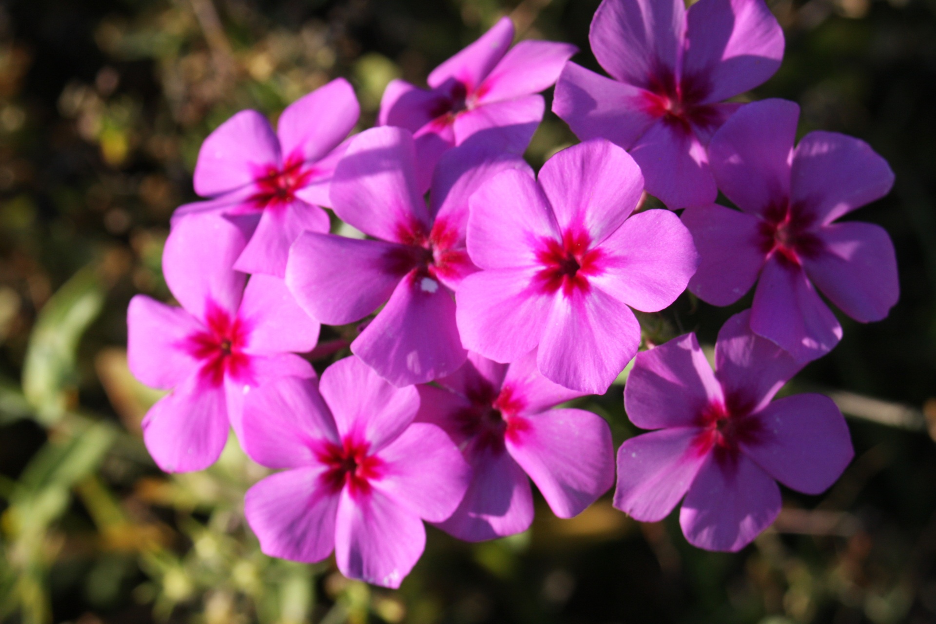 pink flower floral free photo