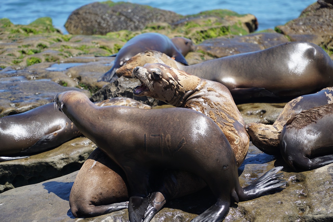 pinnipede waters ocean free photo