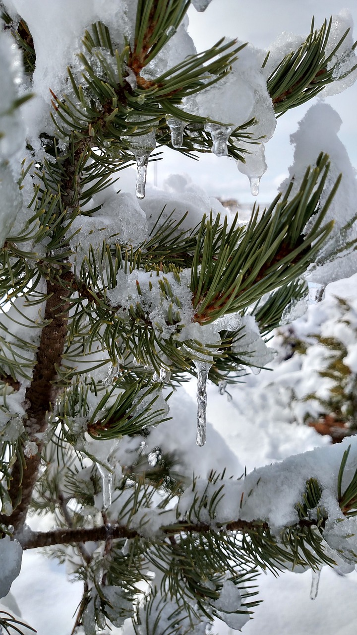 pinus edulis pin evergreen free photo