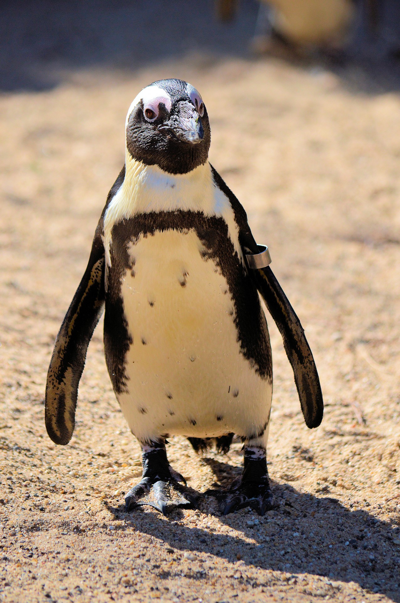 penguin funny zoo free photo