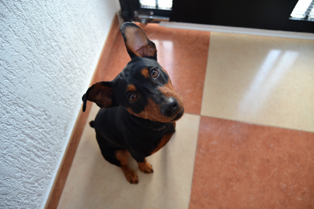 pinscher german dog small dogs free photo