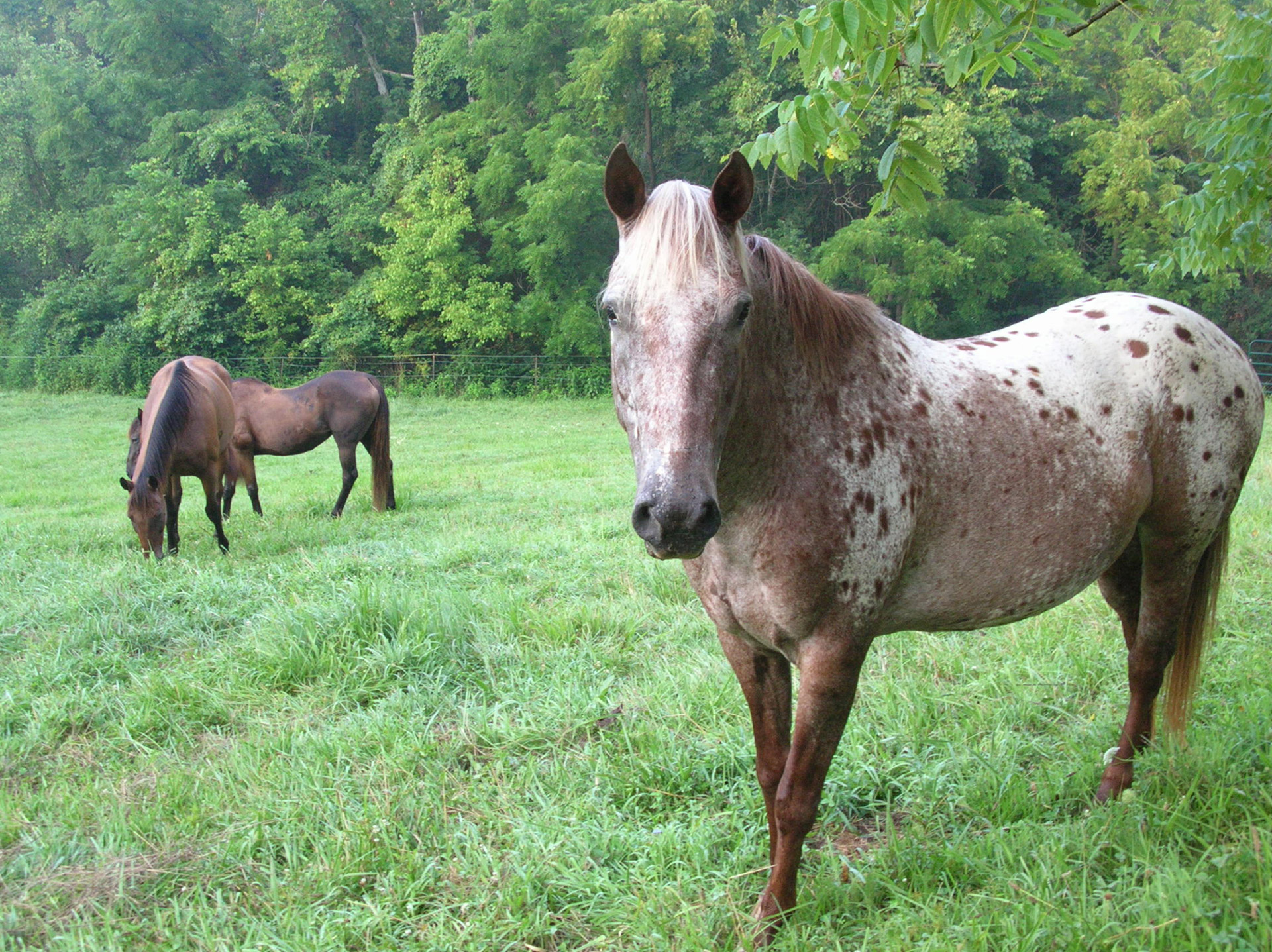 pinto horse horse horses free photo