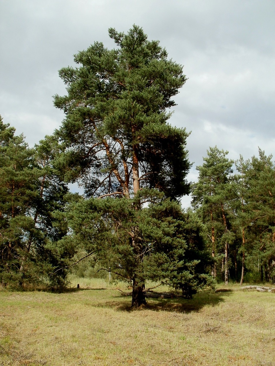 pinus sylvestris pine free photo