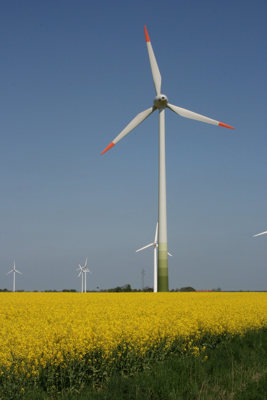 pinwheel north sea field of rapeseeds free photo