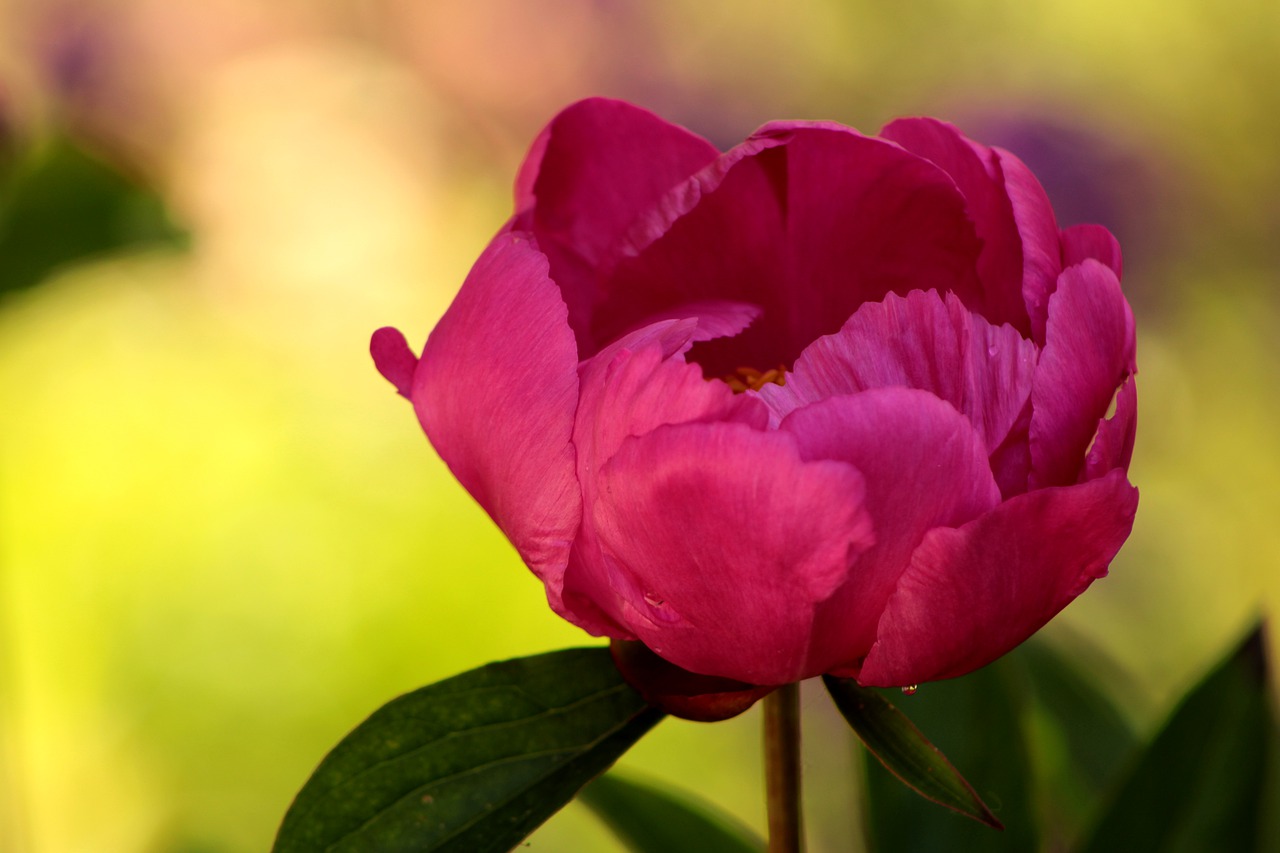 pion  peonies  pink free photo