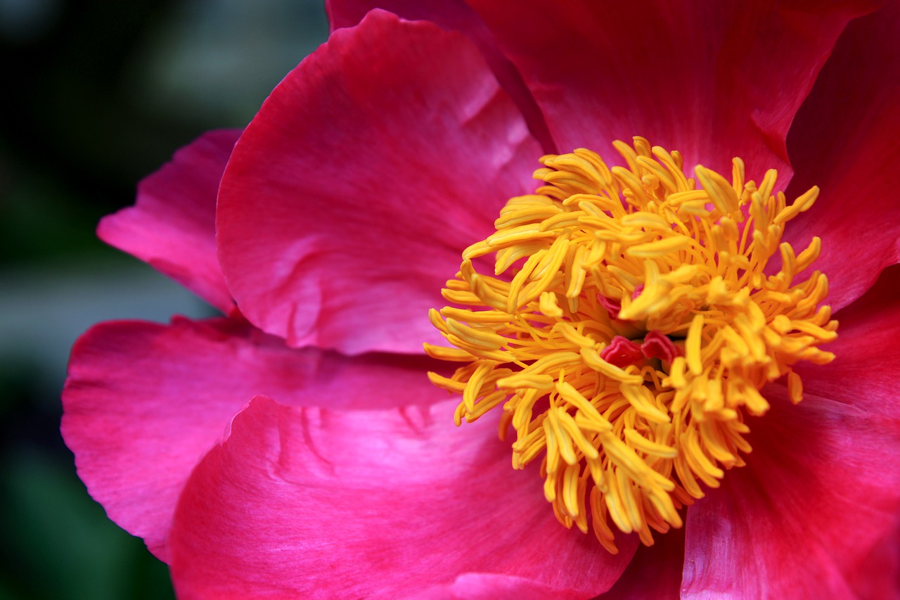 pion  peonies  pink free photo