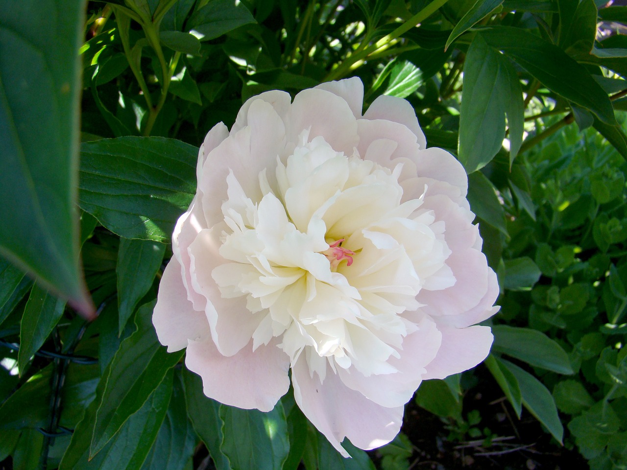 pion flower summer free photo