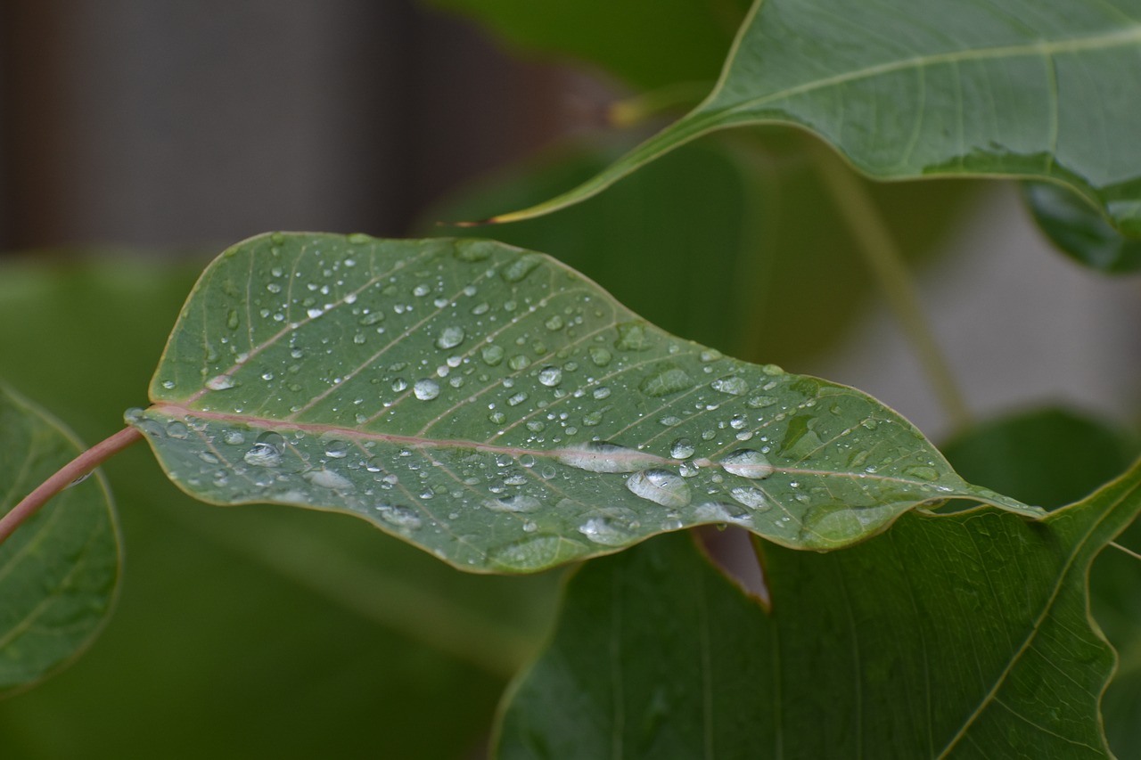 pipal leaf rain drops bodhi leaf free photo