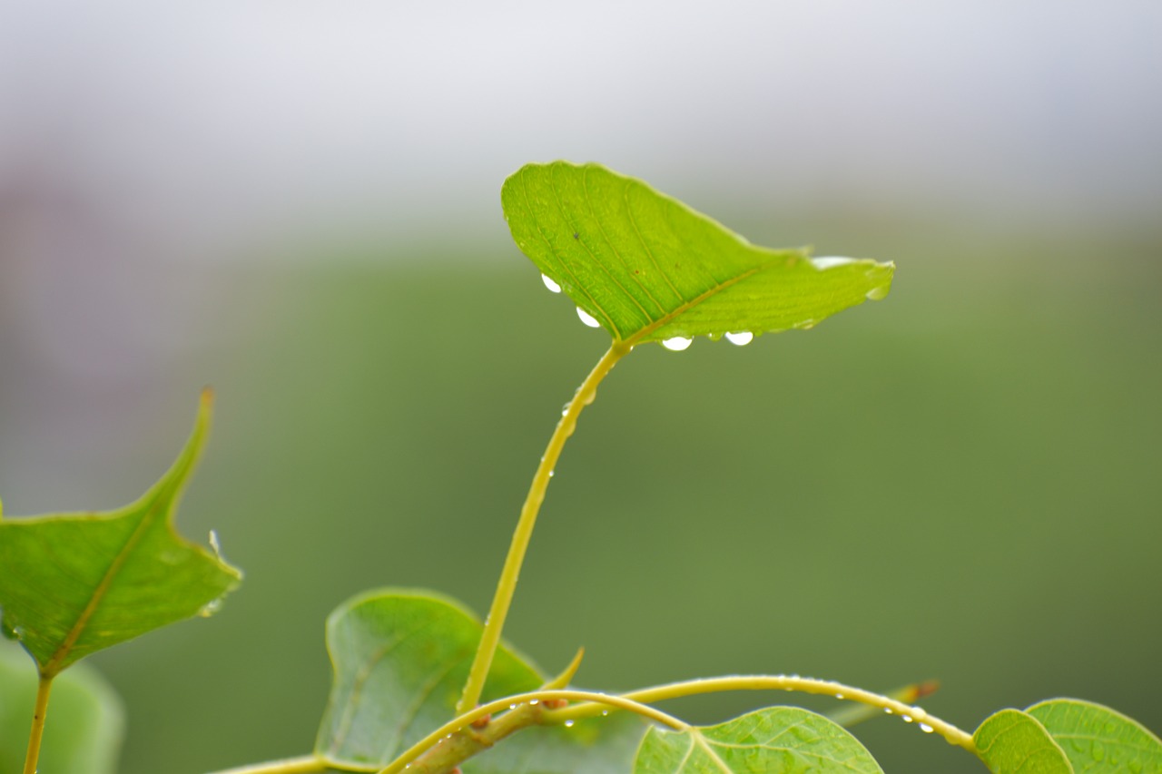 pipal leaf rain drops bodhi leaf free photo