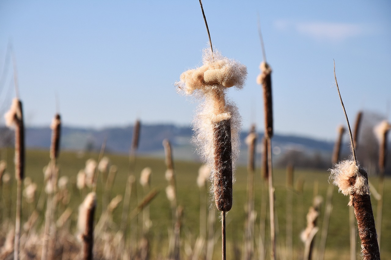 pipe cleaner  hairy  plant free photo