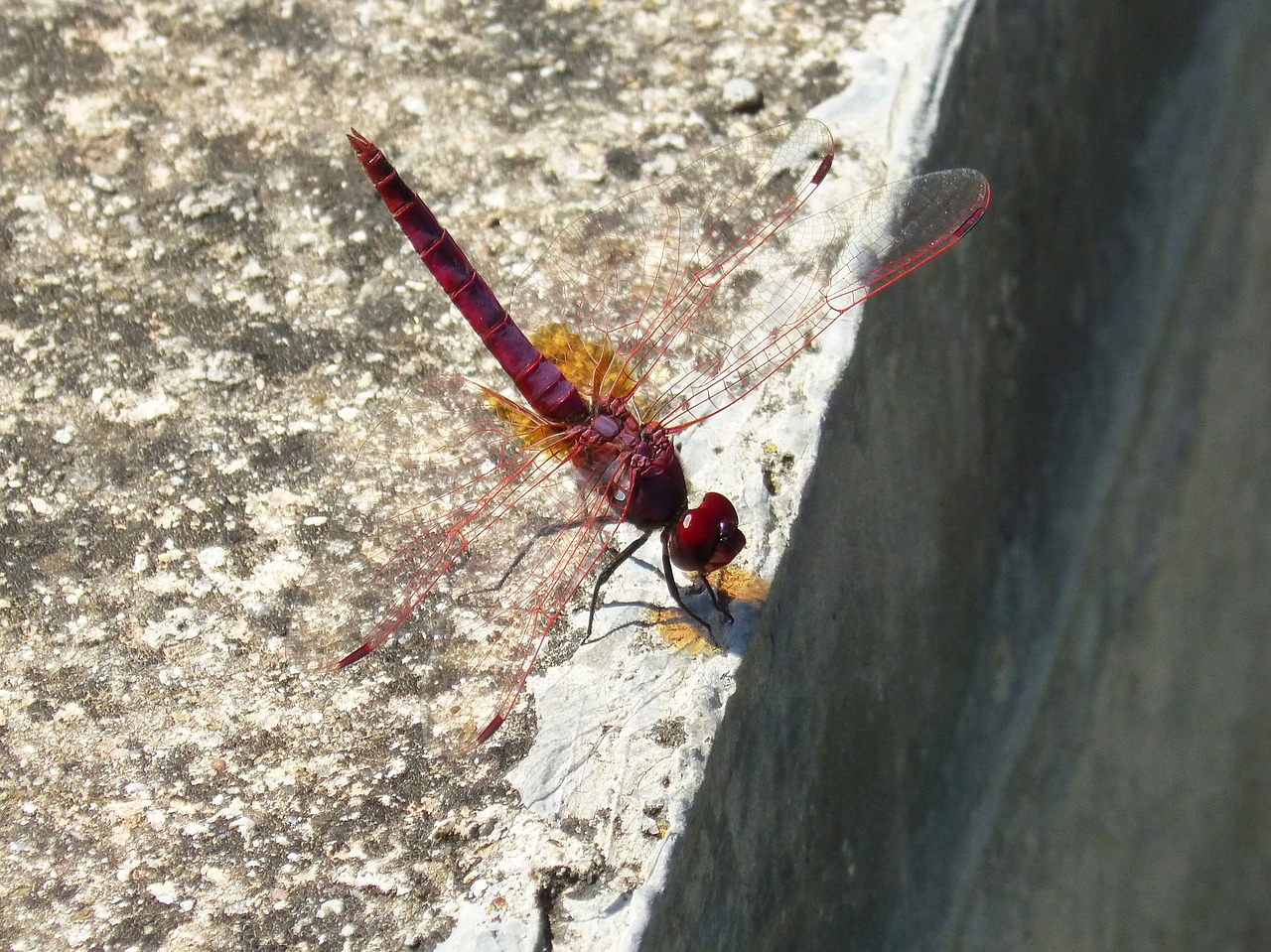 pipe vinous dragonfly purple contrast free photo