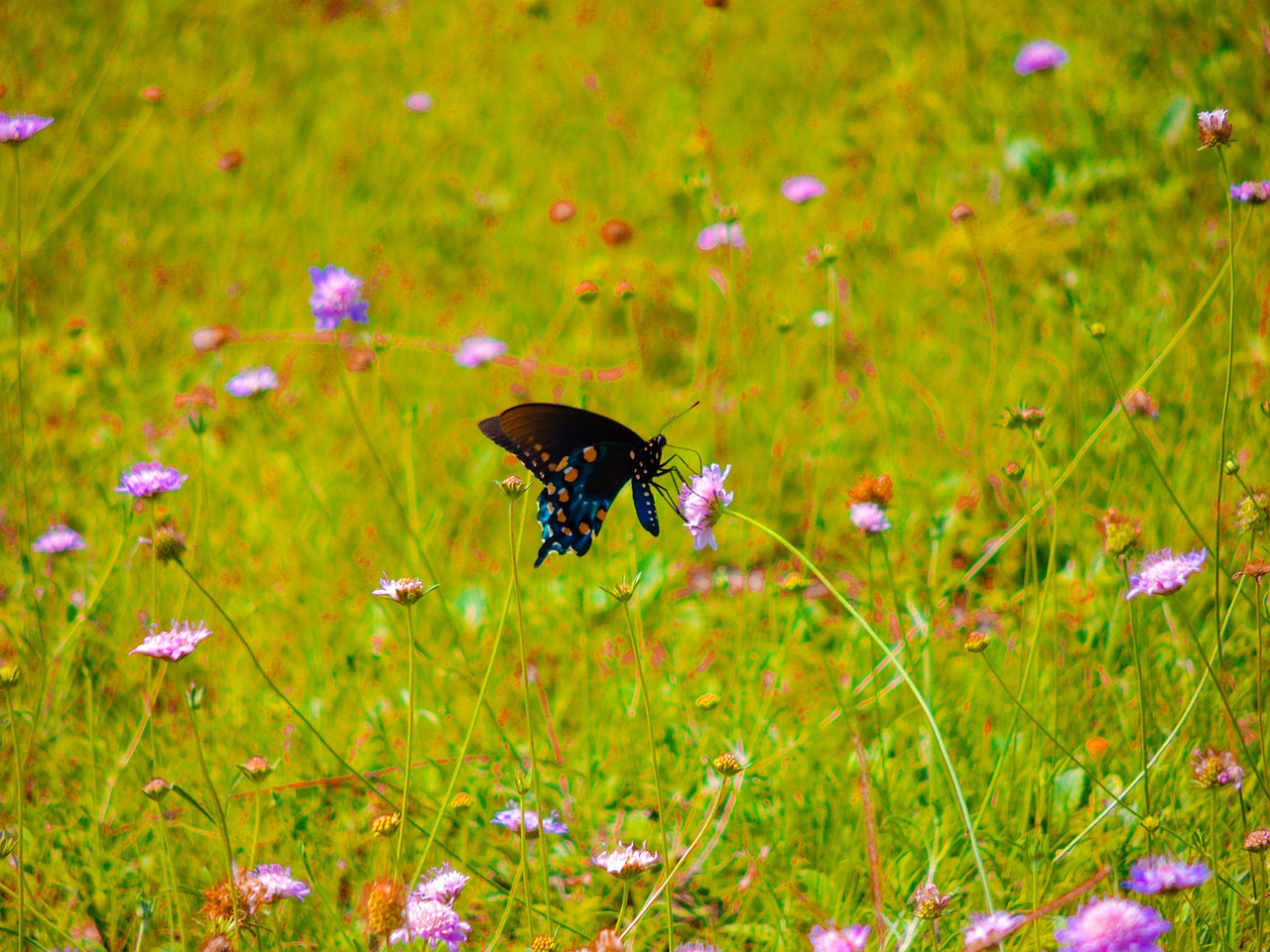 pipevine swallowtail wildflowers butterfly free photo