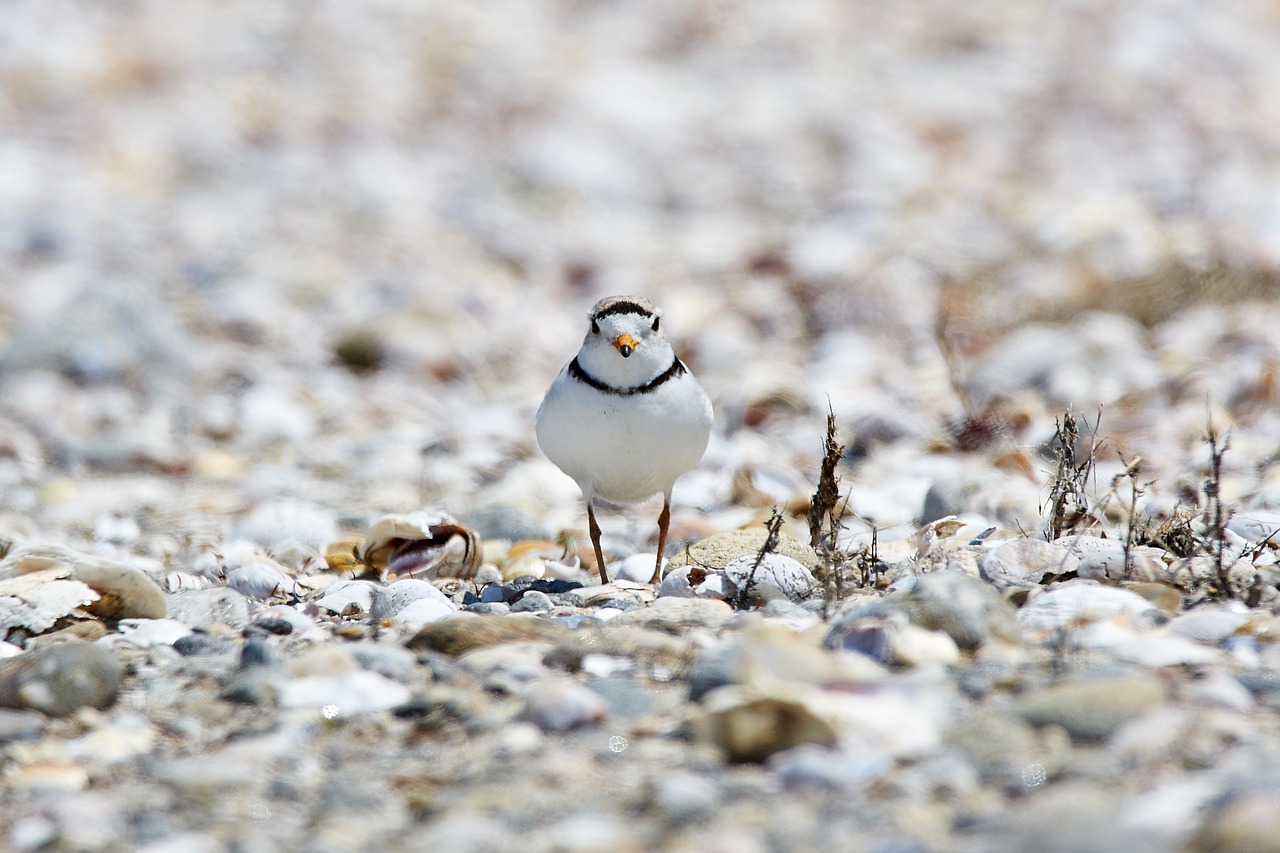 piping plover  endangered  beach free photo