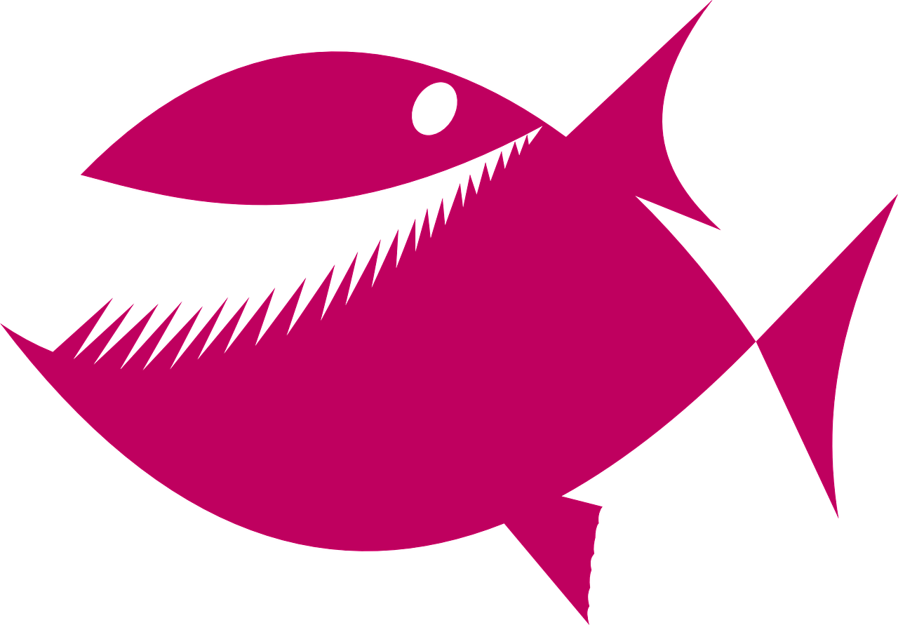 piranha pink fish free photo