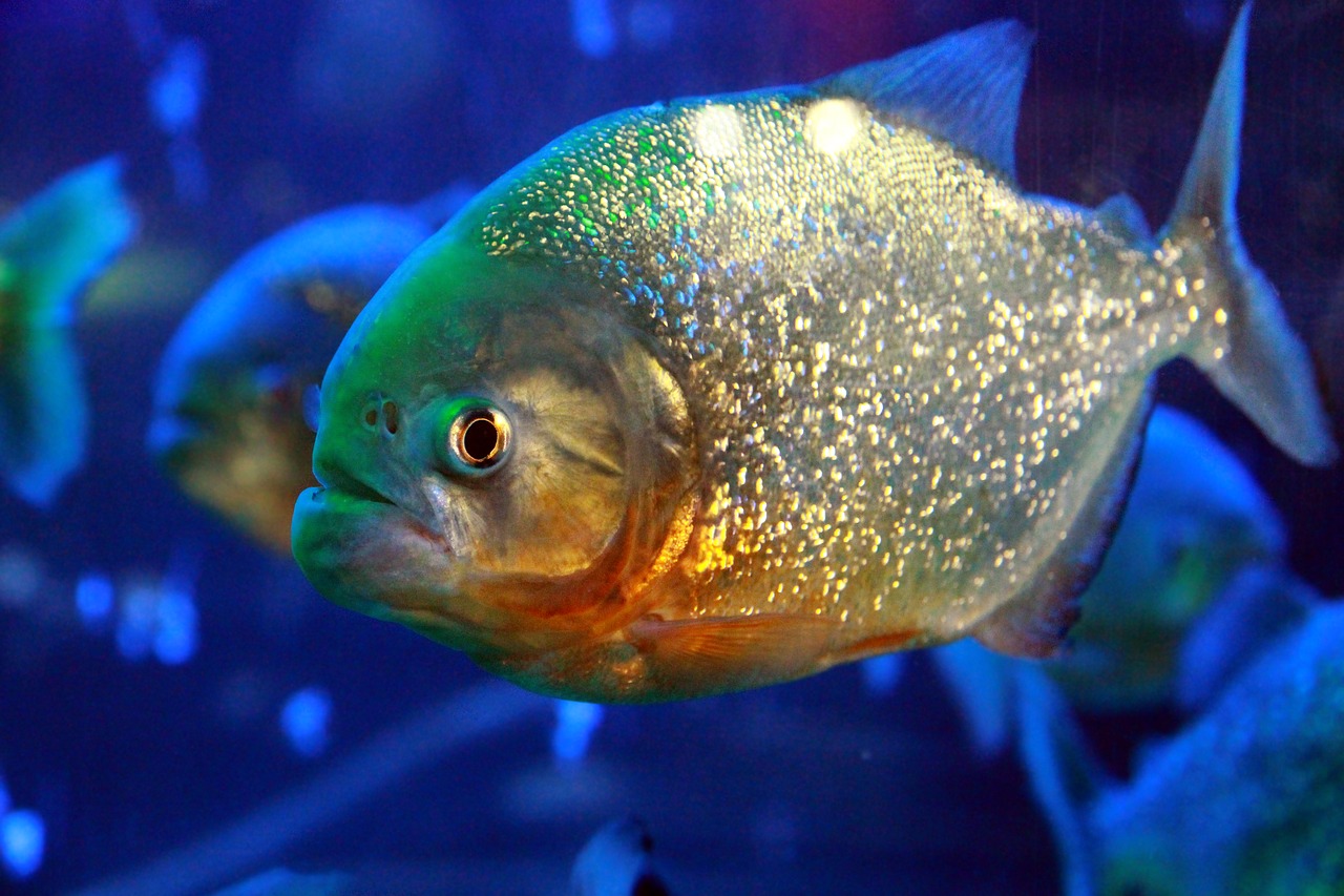 piranha  fish  dangerous free photo